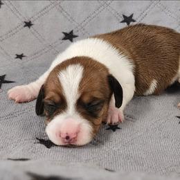 Ivy - Piebald female Dachshund puppy in Anaconda, Montana from Williams Family Dachshunds