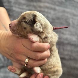 Cherry - Red merle female Australian Shepherd puppy in Columbia Falls, Montana from Firefly Horse Co Wellness Retreat Center