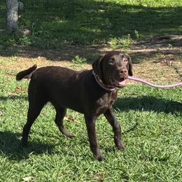 Pink Collar Female - Chocolate female Labrador Retriever puppy in Kissimmee, Florida from SunState Labs