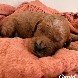 Cupid - Red  male Goldendoodle puppy in Temecula, California from Country Hills Doodles