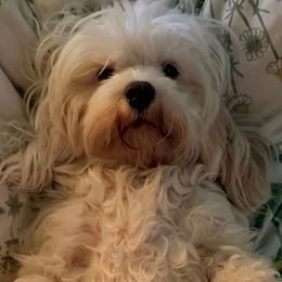 Cavapoos and Double Doodles from Double Doodle Cavapoos