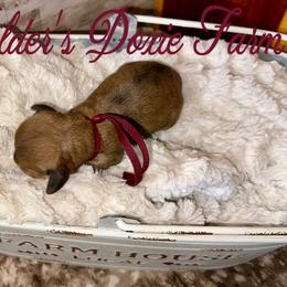 Sierra - Cream female Dachshund puppy in Atwood, Oklahoma from Holder’s Doxie Farm