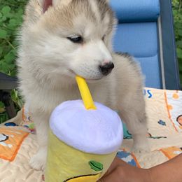 Siberian Husky Puppies from Canace Siberians