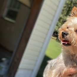 Oakley - Yorkshire Terrier