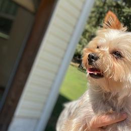 Oakley - Yorkshire Terrier