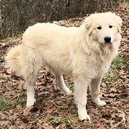 Flash - White and badger male Great Pyrenees puppy in Leicester, North Carolina from Randall Glen Pyrenees