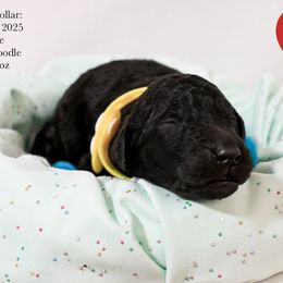 Yellow collar - Black male Poodle puppy in Hernando, Florida from Loveablepoodles