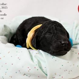 Yellow collar - Black male Poodle puppy in Hernando, Florida from Loveablepoodles