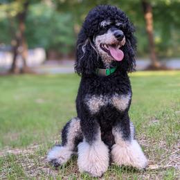 Ranger - Poodle