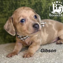 Gibson - Dapple male Dachshund puppy in Lexington, Oklahoma from BooneDox Miniature Dachshunds