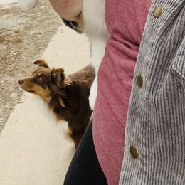American Corgi and Pembroke Welsh Corgi Puppies from Beebe’s Corgis