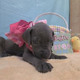 Nancy - Blue female Great Dane puppy in Bay City, Michigan from Monarch Danes