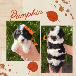 Pumpkin - Black and white female Bernedoodle puppy in Tucson, Arizona from Adored Poodle & Doodles