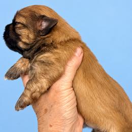 Steele - Red male Shih Tzu puppy in Tallahassee, Florida from Bows and Bow Ties