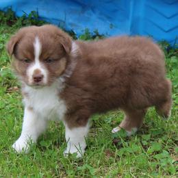 Uriah - Red tri-color male Australian Shepherd puppy in Kansas, Oklahoma from Windy G Farm