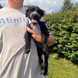Sheldon - Black and white male Aussiedoodle puppy in Hopkins, Missouri from Mowry Creek Mini Aussiedoodles and More