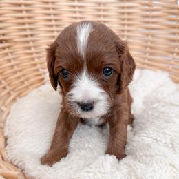 Cookie - Red female Cavapoo puppy in Apache Junction, Arizona from Coffey House Doodles