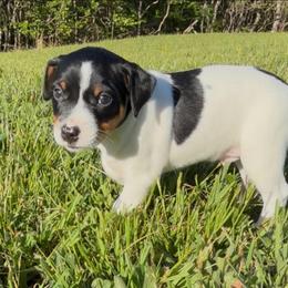 Thumper - White black and tan male Rat Terrier puppy in Lebanon, Virginia from Majestic Valley Farms