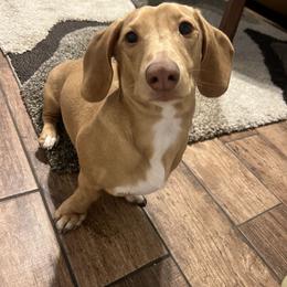 Simba - Dachshund
