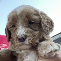 Labradoodle Puppies from Napa Valley Labradoodles