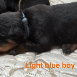 Rottweiler Puppies from Von Der Hügelspitze
