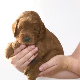 Goldendoodle Puppies from Indy Goldendoodles