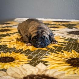 Orange collar - Fawn male Anatolian Shepherd Dog puppy in Spokane, Washington from 4D Cattle Dogs
