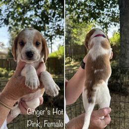 Ginger's Hot Pink  - Reserved - Black fawn and white female Beagle puppy in Brownsville, Oregon from Beagles on the Run