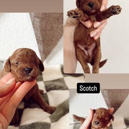 Scotch - Red male Cavapoo puppy in Mesa, Arizona from Pedersendoodles