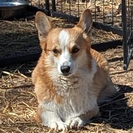 Goldie - Pembroke Welsh Corgi