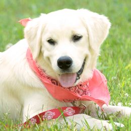 Goldendoodles and Golden Retrievers from So Lucky Farm Goldendoodles