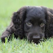 Boykin Spaniels from Palmetto Boykin Spaniels