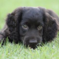 Boykin Spaniels from Palmetto Boykin Spaniels
