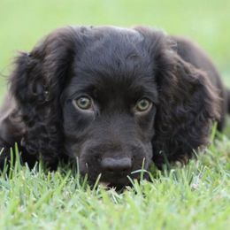 Boykin Spaniels from Palmetto Boykin Spaniels