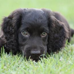 Boykin Spaniels from Palmetto Boykin Spaniels