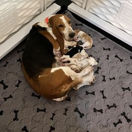 Basset Hound and Labrador Retriever Puppies from PARK’s Family Farm