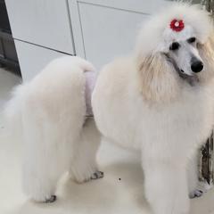 Carmen - Poodle
