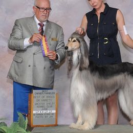 Afghan Hounds from Royal Legacy