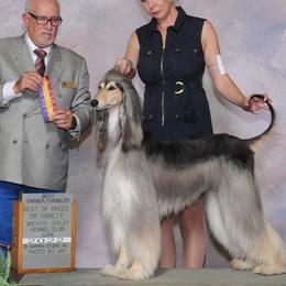 Afghan Hounds from Royal Legacy