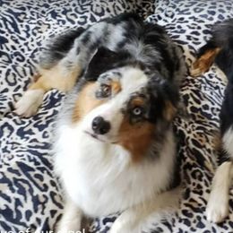 Australian Shepherd All Grown Up from Laura's Aussies