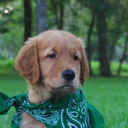 Golden Retrievers from A & J Golden Retrievers of Texas
