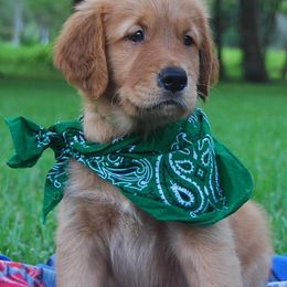 Golden Retrievers from A & J Golden Retrievers of Texas