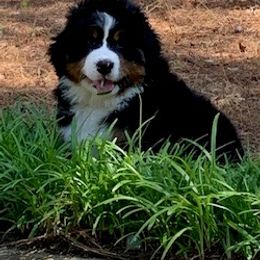 Bernese Mountain Dog Puppies from Blue Ridge Mountains - Bernese Mountain Dog Pups