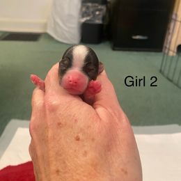 Girl 2 - Parti female Yorkshire Terrier puppy in Watertown, New York from NNYYorkies