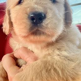 Millie - Golden female Golden Retriever puppy in Saint Pauls, North Carolina from Copperfield’s Goldens