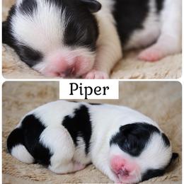 Piper - Black and white female Shichon puppy in Pennsylvania from Manor Hills Shih Tzus