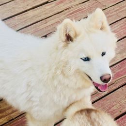 Sugar - Siberian Husky