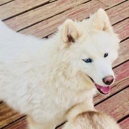 Sugar - Siberian Husky
