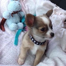 Chihuahua and Chinese Crested Puppies from Western Kentucky Chihuhua and Chinese Crested