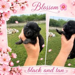 Blossom - Black and tan female Pomeranian puppy in Orange Grove, Texas from Davis Poms
